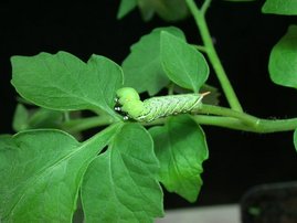 Raupen des Tabakschwärmers Raupe des Tabakschwärmers