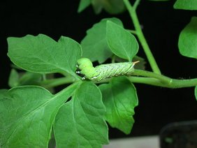 Raupe des Tabakschwärmers