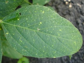 Blatt einer Pflanze