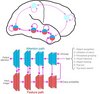 Grafik gehirn