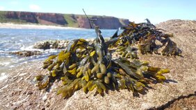 Die Braunalge Fucus vesiculosus wächst an felsigen Küsten wie hier auf Helgoland. Der Zellwandzucker Fucoidan ist dabei besonders wichtig um gegen die Gezeiten und Wellen zu bestehen