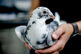  Vögel benötigen für ihr Gehirn wesentlich weniger Energie als Säugetiere