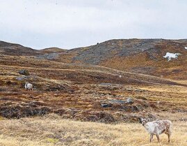 Landschaft mit Tieren