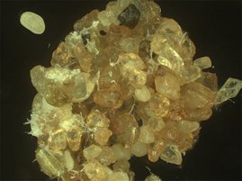 Vernetzt: Die Mikroskopieaufnahme zeigt, wie die Biopolymer-Fasern die Sandkörner zusammenhalten. Die Mikroskopieaufnahme zeigt, wie die Biopolymer-Fasern die Sandkörner zusammenhalten.