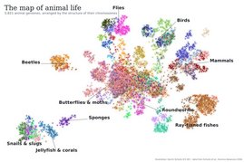 5.821 tierische Genome auf Chromosomenebene, geordnet nach ihrer Chromosomenstruktur; verwandte Gruppen bilden beschriftete Wolken. 