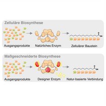 Schematische Darstellung der Biosynthese in einer Zelle (oben) und im Labor (unten). 