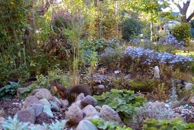 Eichhörnchen in einem Berliner Garten