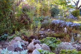 Eichhörnchen in einem Berliner Garten