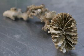 Eine fossile Kaltwasserkoralle der Art Desmophyllum dianthus. 