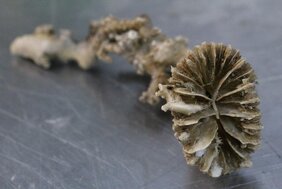 Eine fossile Kaltwasserkoralle der Art Desmophyllum dianthus. 