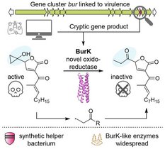 Schematische Darstellung des Wirkmechanismus des Enzyms BurK