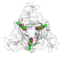 Grafische Darstellung des humanen P2X4-Rezeptors