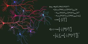 Ein mathematisches Modell zeigt, wie Wechselwirkungen zwischen benachbarten Kontaktstellen von Nervenzellen das Lernen beeinflussen. 
