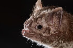 Die Gemeine Vampirfledermaus (Desmodus rotundus)