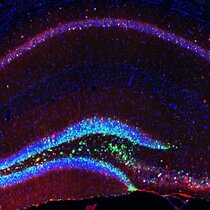 Neurale Stammzellen und künstlich erzeugte Neuronen (grün) im Hippocampus der Maus, die mit reifen Zellen (rot) in Kontakt treten.