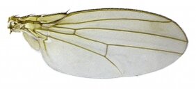 Flügel einer weiblichen Drosophila
