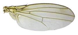 Flügel einer weiblichen Drosophila