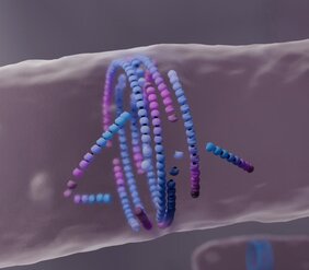 Computersimulation der Filamente