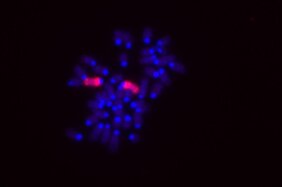 Dies sind die Chromosomen aus einer weiblichen Mauszelle (blau gefärbt), in der die X-Chromosomen zusätzlich rot gefärbt sind 