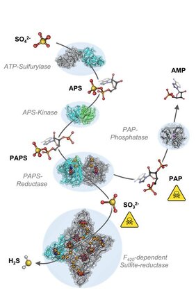 methanogene Mikrobe die Sulfatreduktion meistert