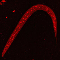 Mit rotem Fluoreszenzprotein markiertes NHR-66 im Fadenwurm C. elegans. 