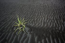 Pioniergräser besiedeln vulkanischen Sand 
