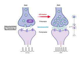 ATR befindet sich im präsynaptischen Kompartiment