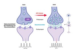 ATR befindet sich im präsynaptischen Kompartiment