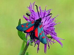 Ein Hornkleewidderchen sitzt auf einer Wiesenflockenblume.  