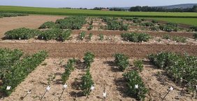 Feld mit Ackerbohnenpflanzen