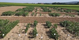 Feld mit Ackerbohnenpflanzen