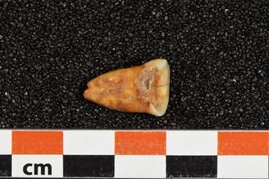 Menschlicher Zahn aus der Taforalt-Höhle in Marokko mit starker Abnutzung und Karies vor einem Messband