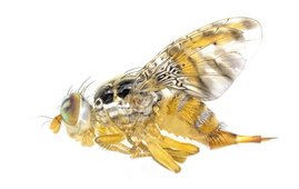 Mittelmeerfruchtfliege 