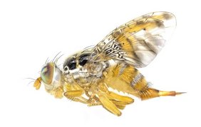 Mittelmeerfruchtfliege 