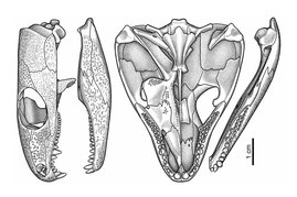 Illustrationen des Schädels des 289 Millionen Jahre alten Reptils Captorhinus.