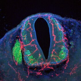 Blutgefäße neuronen