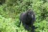 Ein etwa 44 Jahre altes, nicht mehr fortpflanzungsfähiges Berggorilla-Weibchen im Bwindi Impenetrable Nationalpark in Uganda