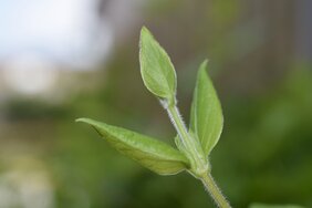 Stengel mit behaarten Blättern