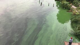 Massenentwicklung von Cyanobakterien, Blaualgenblüte, in einem See. 