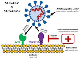 Das Anheftungsprotein „Spike“ verwendet den gleichen zellulären Anheftungsfaktor (ACE2) wie das SARS-CoV und nutzt für seine Aktivierung die zelluläre Protease TMPRSS2 