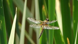 Libelle im Schilff