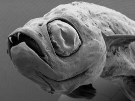 Rasterelektronenmikroskop-Aufnahme des winzigen Fischs.