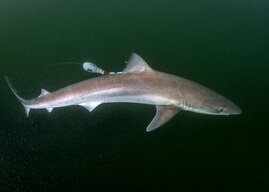 Hundshai (Galeorhinus galeus)