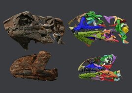Schädel des neuen Dinosauriers "Issi saaneq"  