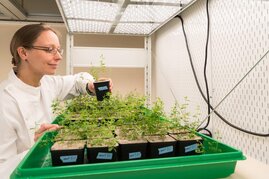 Caroline Gutjahr, Professorin für Pflanzengenetik an der TUM School of Life Sciences Weihenstephan iim Labor bei den Versuchen in der Klimakammer.