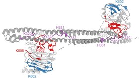 Die Struktur des für die RNA-Bindung relevanten Teils des antiviralen Wirtsproteins TRIM25. 