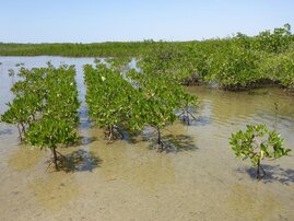 Junge Mangroven wachsen nach erfolgreicher Anpflanzung am Sine Saloum-Ästuar in Senegal