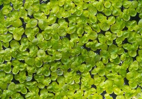 Spirodela polyrhiza, die älteste Wasserlinse