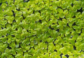 Spirodela polyrhiza, die älteste Wasserlinse