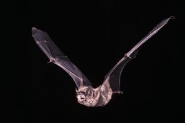 Kleinabendsegler (Nyctalus leisleri) 